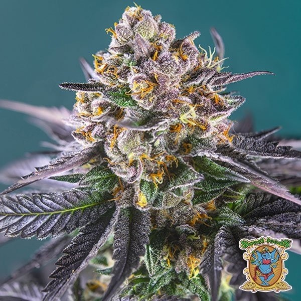 View Red Strawberry Banana Auto Marijuana Plant