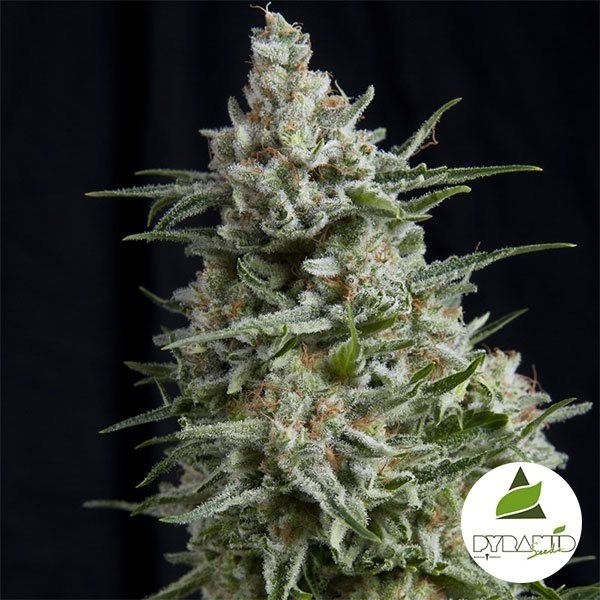 View Anesthesia CBD Marijuana Plant