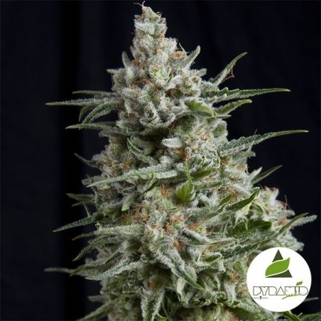 Anesthesia CBD Marijuana Plant