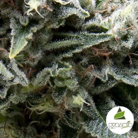 Auto New York City CBD Marijuana Plant