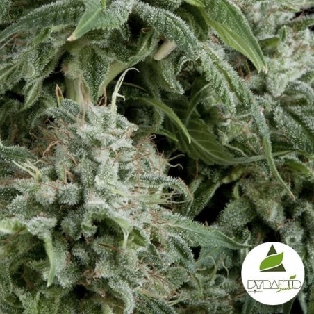 Auto Northern Lights CBD Marijuana Plant