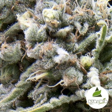 Auto White Widow CBD Marijuana Plant