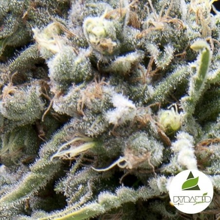 Auto White Widow CBD Marijuana Plant