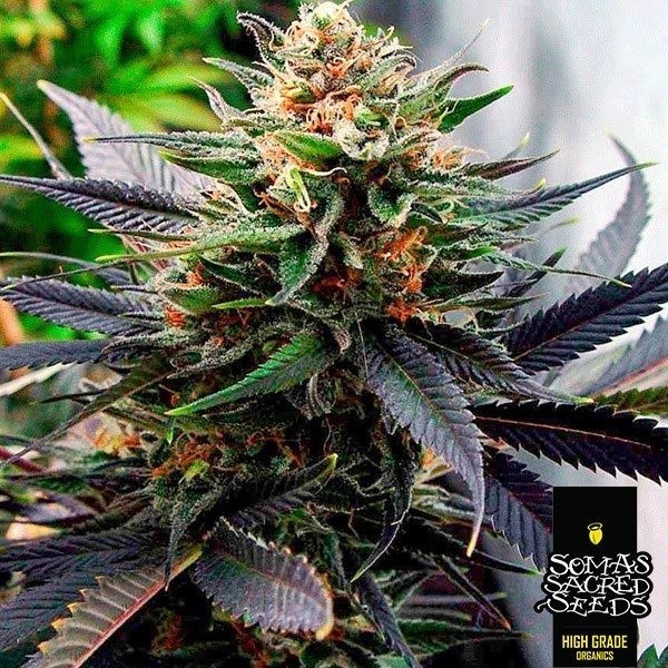 View Lavender Cannabis Plant