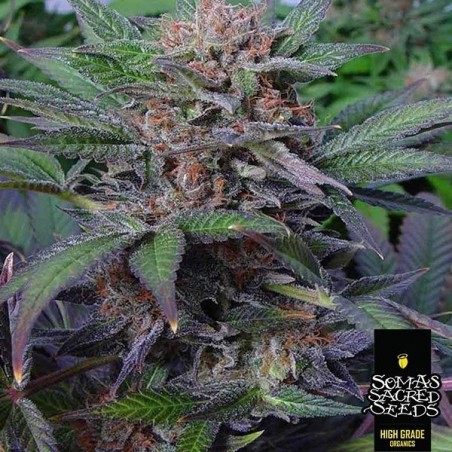 Somango Cannabis Plant