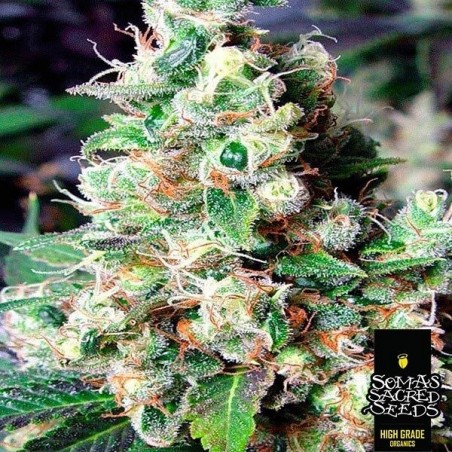NYC Diesel Cannabis Plant