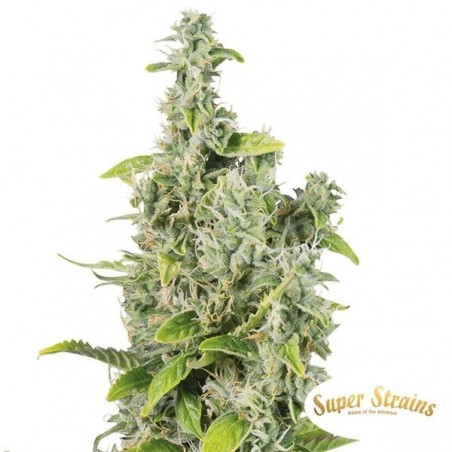 Next of Kin Cannabis Plant