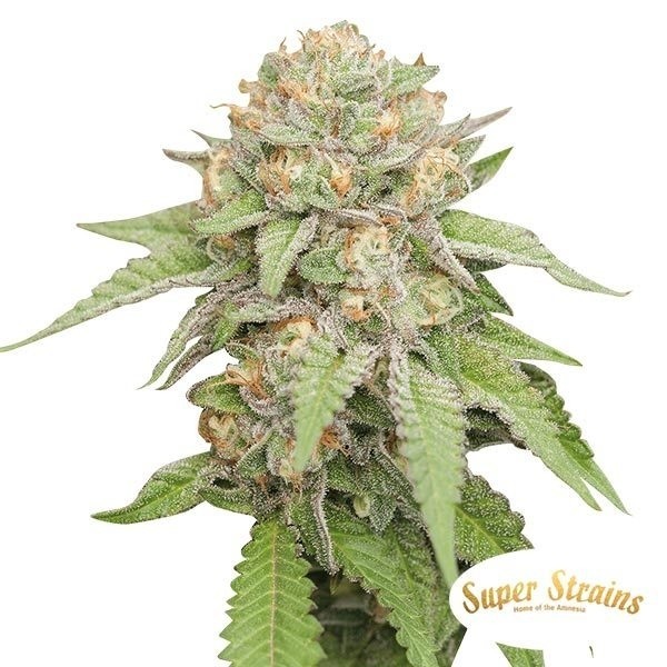 Enemy of the State Cannabis Plant