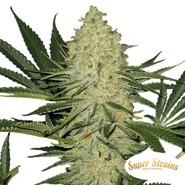 La Cucaracha Cannabis Plant