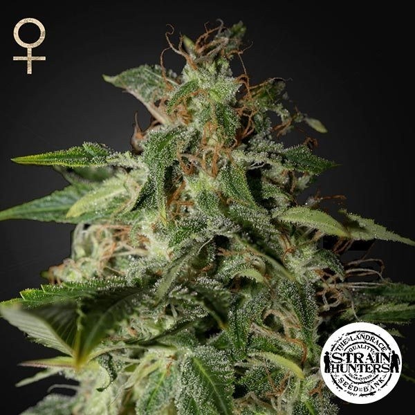 View Afgooey - Strain Hunters Seed Bank