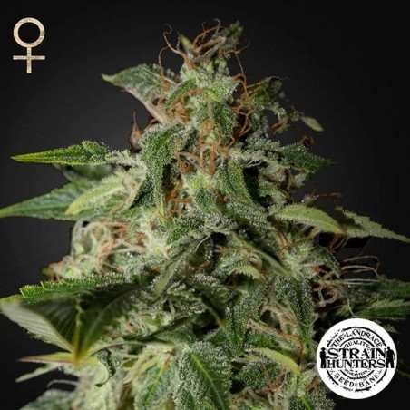 Afgooey - Strain Hunters Seed Bank