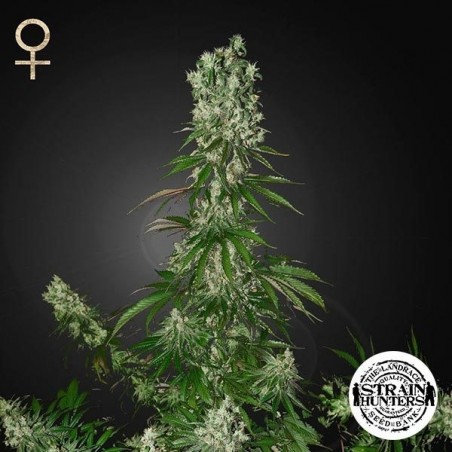 White Strawberry Skunk Cannabis Plant