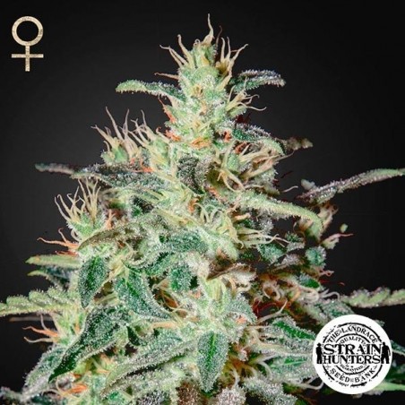 White Lemon Cannabis Plant