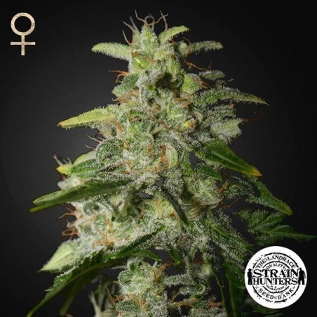 Money Maker Cannabis Plant