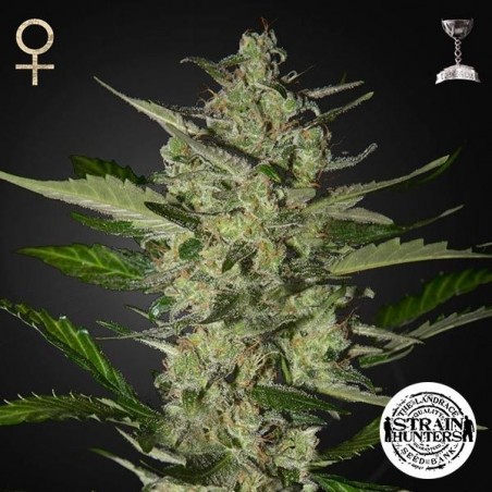 Flowerbomb Kush Cannabis Plant