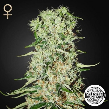 Damnesia Cannabis Plant