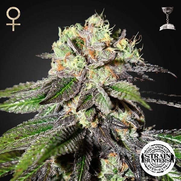 View Caboose Cannabis Seeds