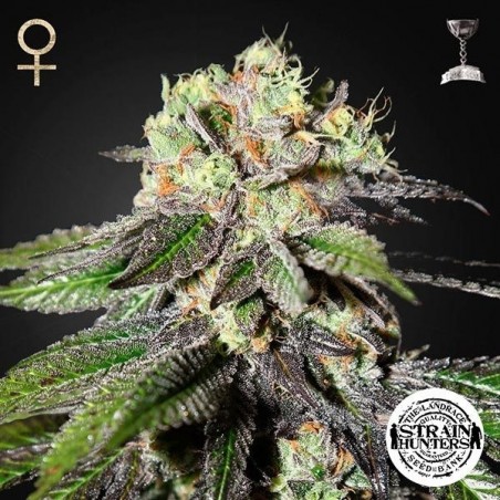 Caboose Cannabis Seeds