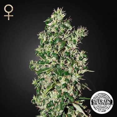 Big Tooth Cannabis Plant