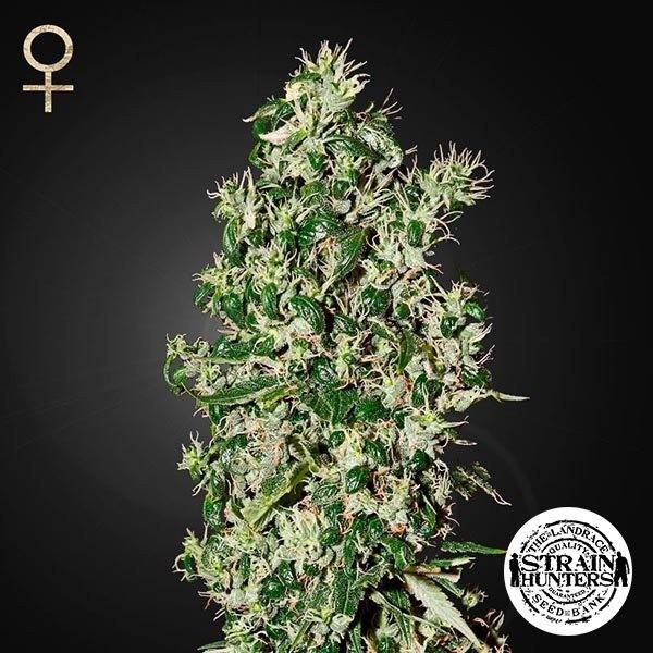 View Big Tooth Cannabis Plant