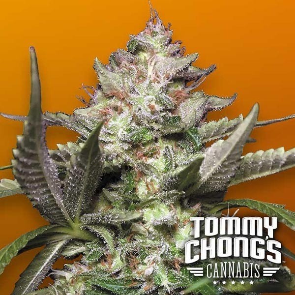 Auto Kong 4 Marijuana Plant