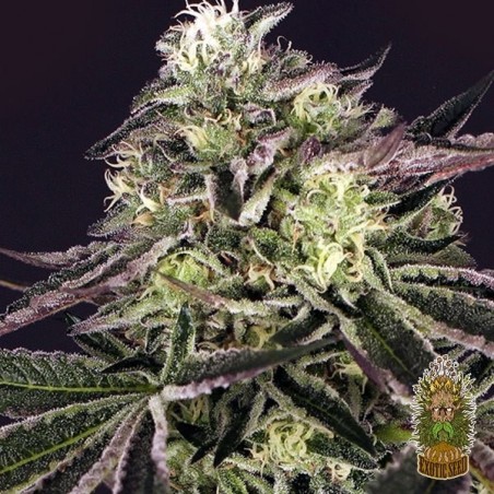 Purple Shot Marijuana Plant