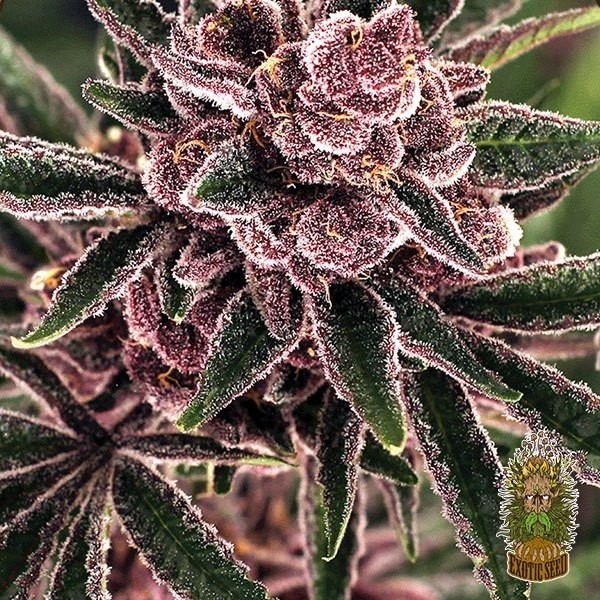 View Tropical Fuel Marijuana Plant
