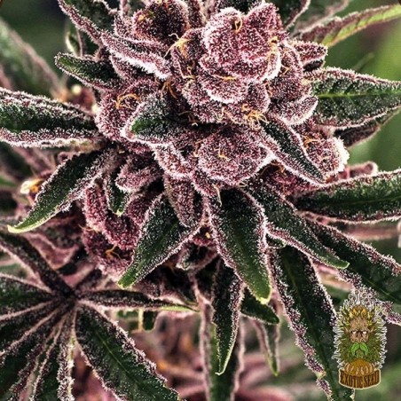 Tropical Fuel Marijuana Plant