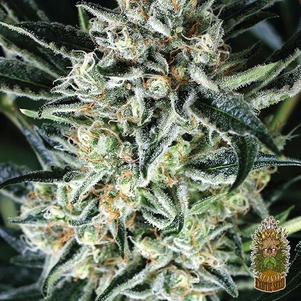 View Jelly Bananen Marijuana Plant