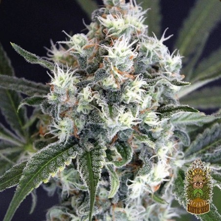 Medxotic Pure CBD Marijuana Plant