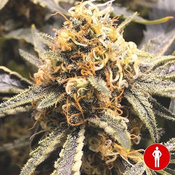 View Recovery CBD Marijuana Plant