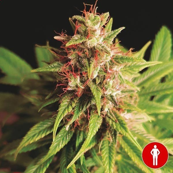 View Red Cross CBD Marijuana Plant