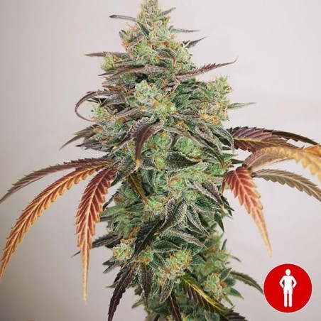 Y Griega CBD 2.0 Marijuana Plant