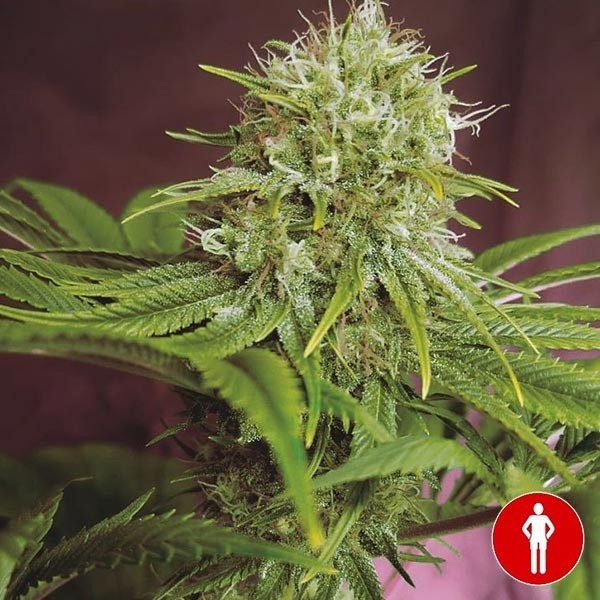View Elixir Vitae CBD Marijuana Plant