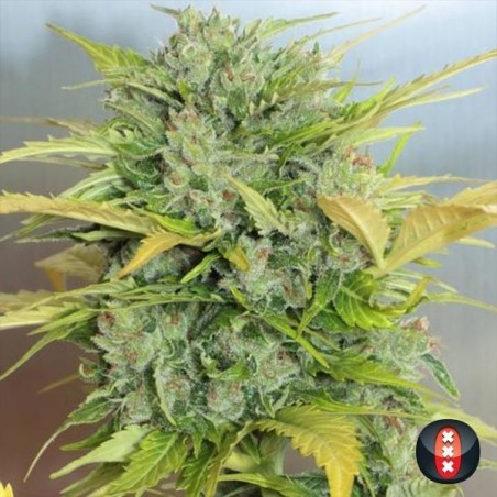 Auto AK-47 Marijuana Plant
