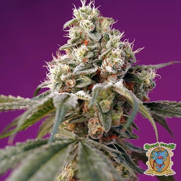 View Bruce Banner Auto Marijuana Plant