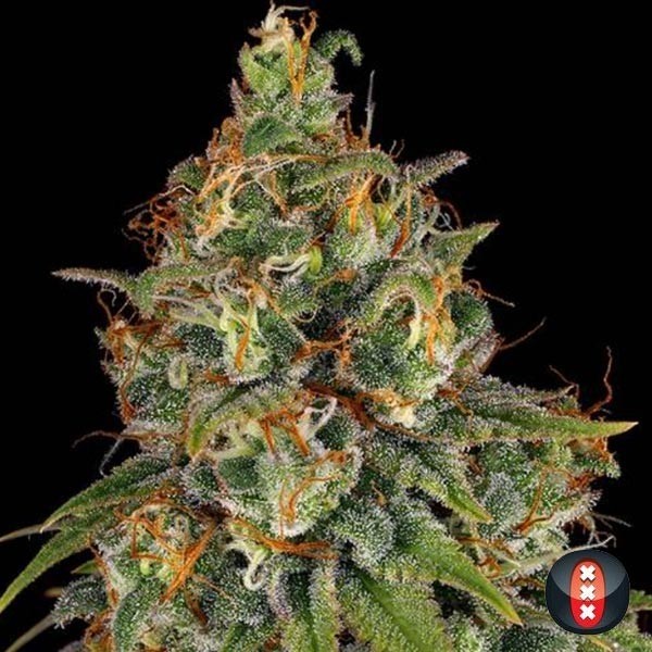Strawberry AKeil Marijuana Plant