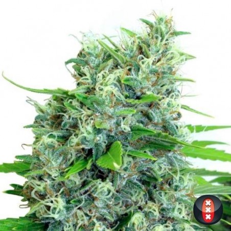 Kali Bubba Marijuana Plant