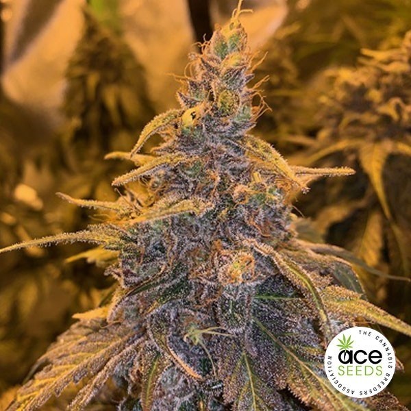 View HashPlant Haze x Kali China