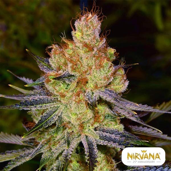View California Orange Bud Marijuana Plant