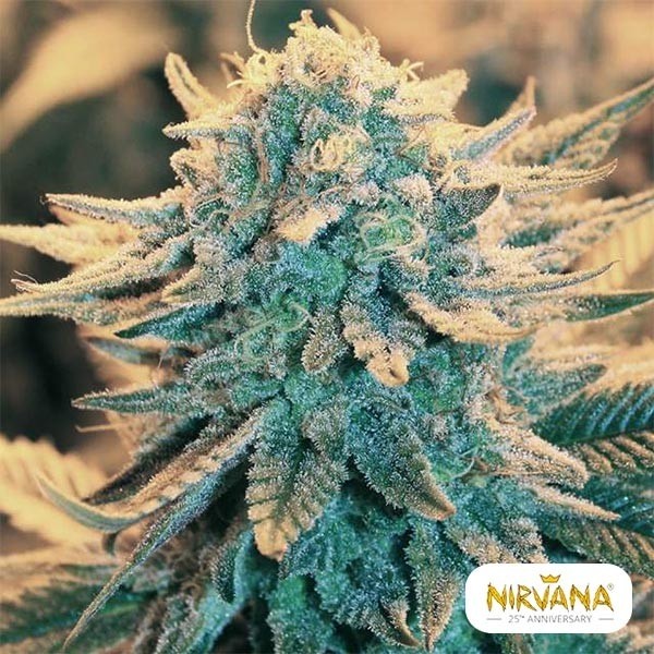 View B52 Marijuana Plant