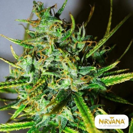 Top 44 Marijuana Plant