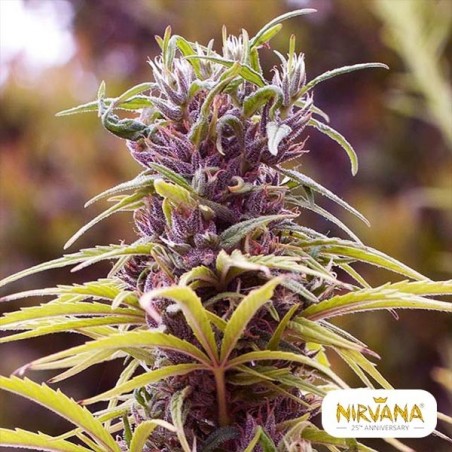 Durban Poison Marijuana Plant