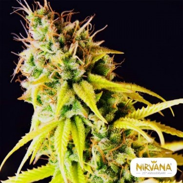 Pepita Malaya Marijuana Plant