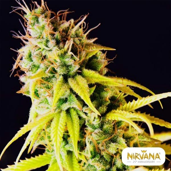 View Pepita Malaya Marijuana Plant