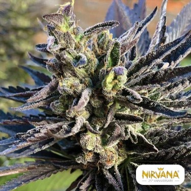 K-2 Marijuana Plant