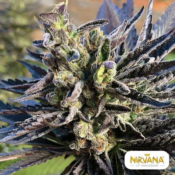 View K-2 Marijuana Plant