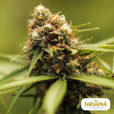 Green Poison Marijuana Plant