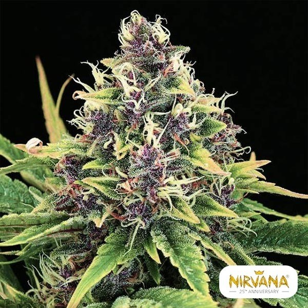 View Hindu Kush Marijuana Plant