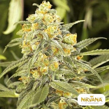 Green Crack Marijuana Plant